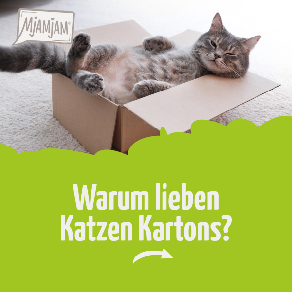 0906_Wieso-lieben-Katzen-Kartons