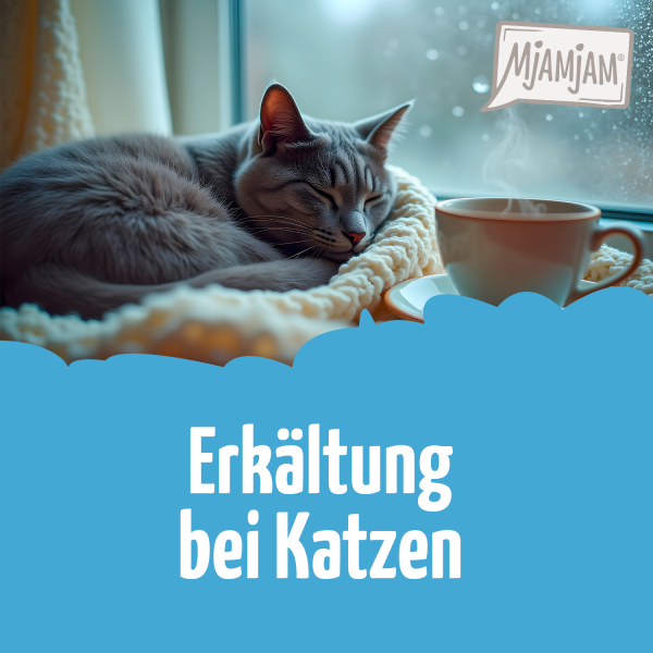 0106_Erk-ltung-bei-Katzen