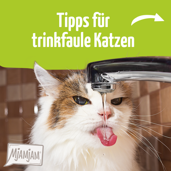 25_Tipps-f-r-Trinkfaule-Katzen