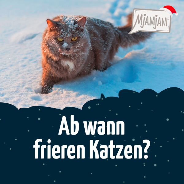 1220_Ab-wann-frieren-Katzen_