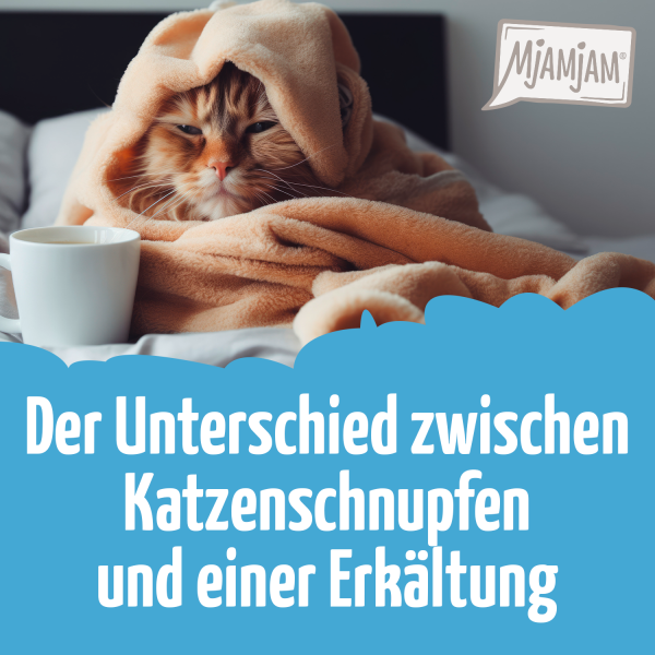 0112_Unterschied-Erk-ltung-Katzenschnupfen